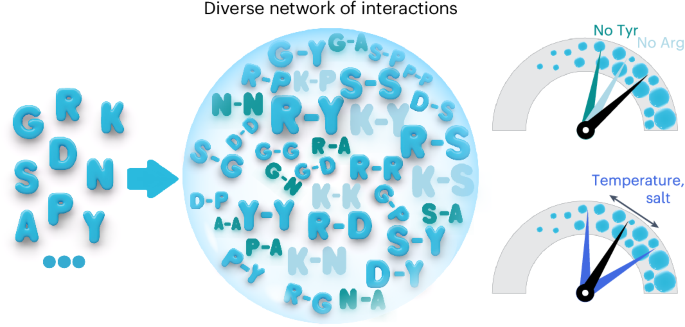 Expanding the molecular language of protein liquid–liquid phase separation