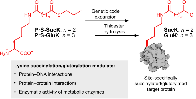 Deciphering functional roles of protein succinylation and glutarylation using genetic code expansion
