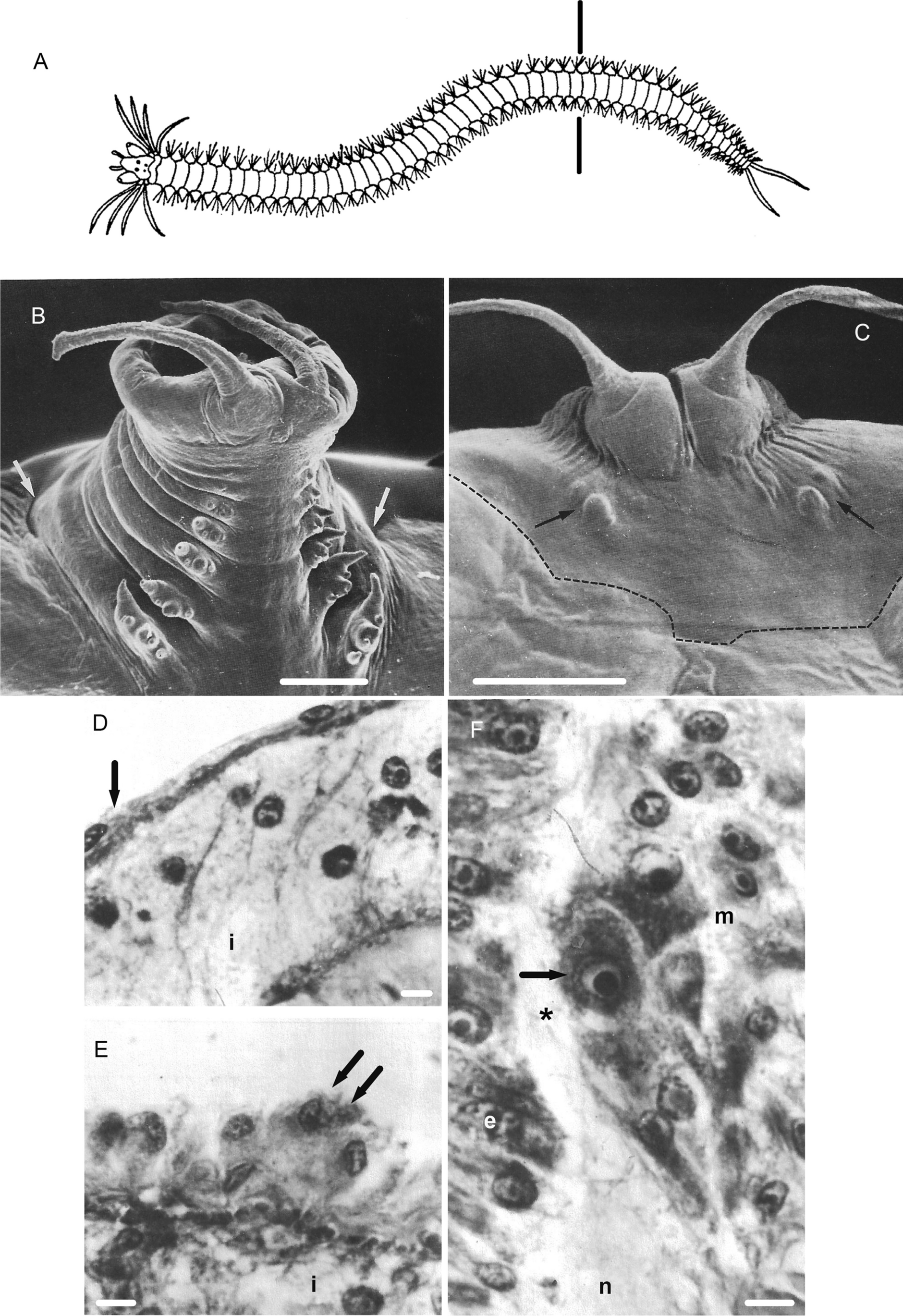 Nerves and availability of mesodermal cells are essential for the function of the segment addition zone (SAZ) during segment regeneration in polychaete annelids