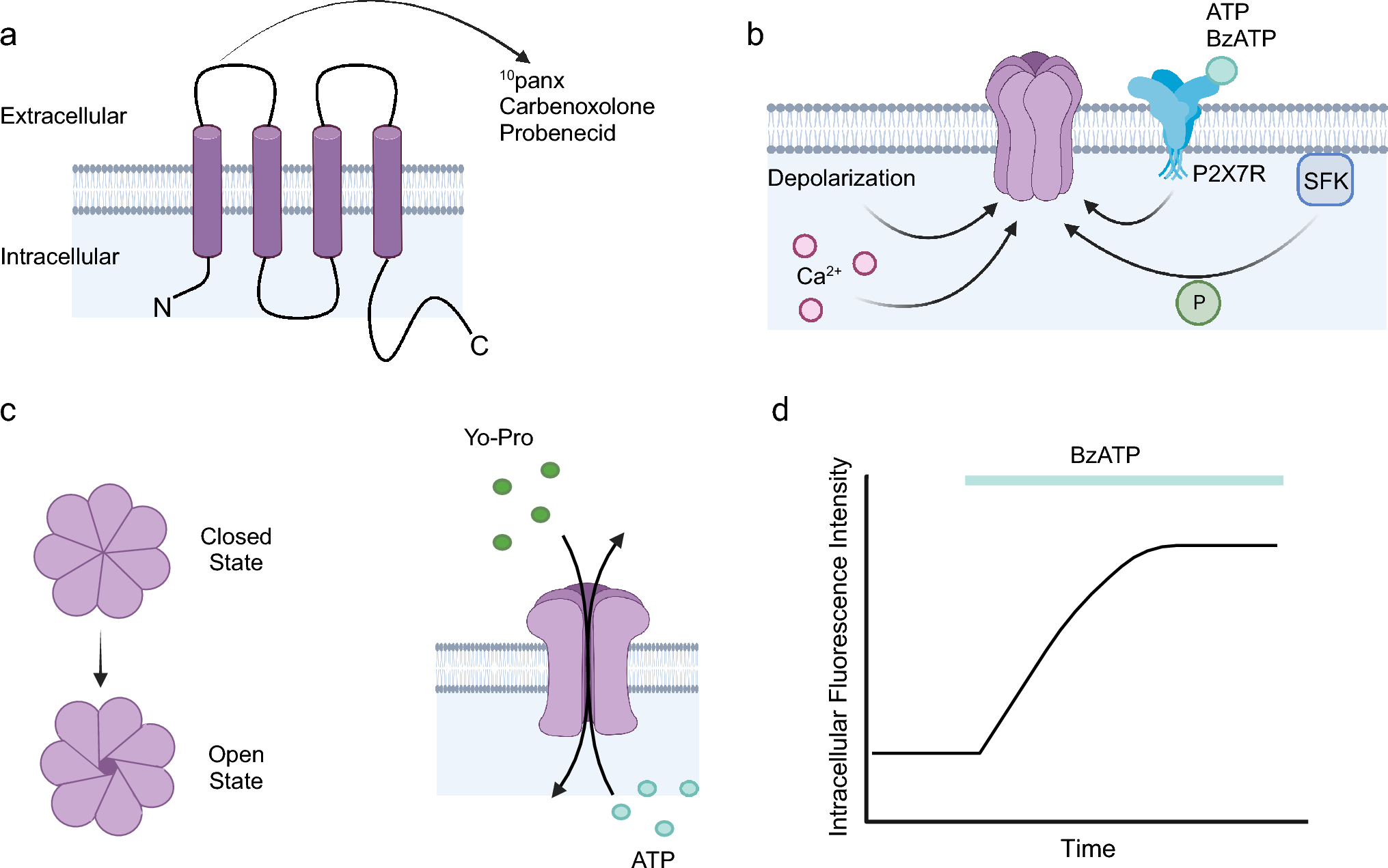 Targeting Pannexin-1 Channels: Addressing the ‘Gap’ in Chronic Pain