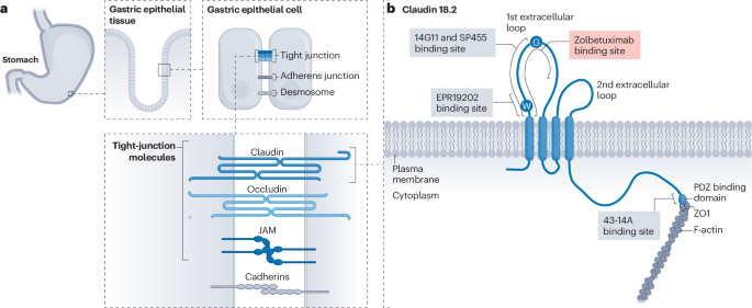 Claudin 18.2 as a novel therapeutic target