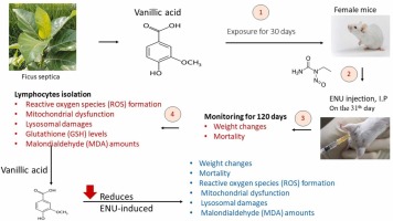 Vanillic acid protects mortality and toxicity induced by N-ethyl-N-nitrosourea in mice; in vivo model of chronic lymphocytic leukemia