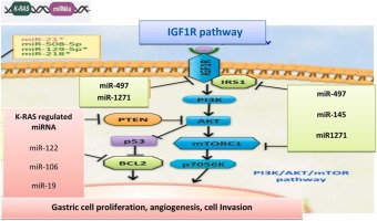 miR-122-IGF-1R signaling allied through the dysregulated lncRNA MALAT-1 expression in gastric carcinoma