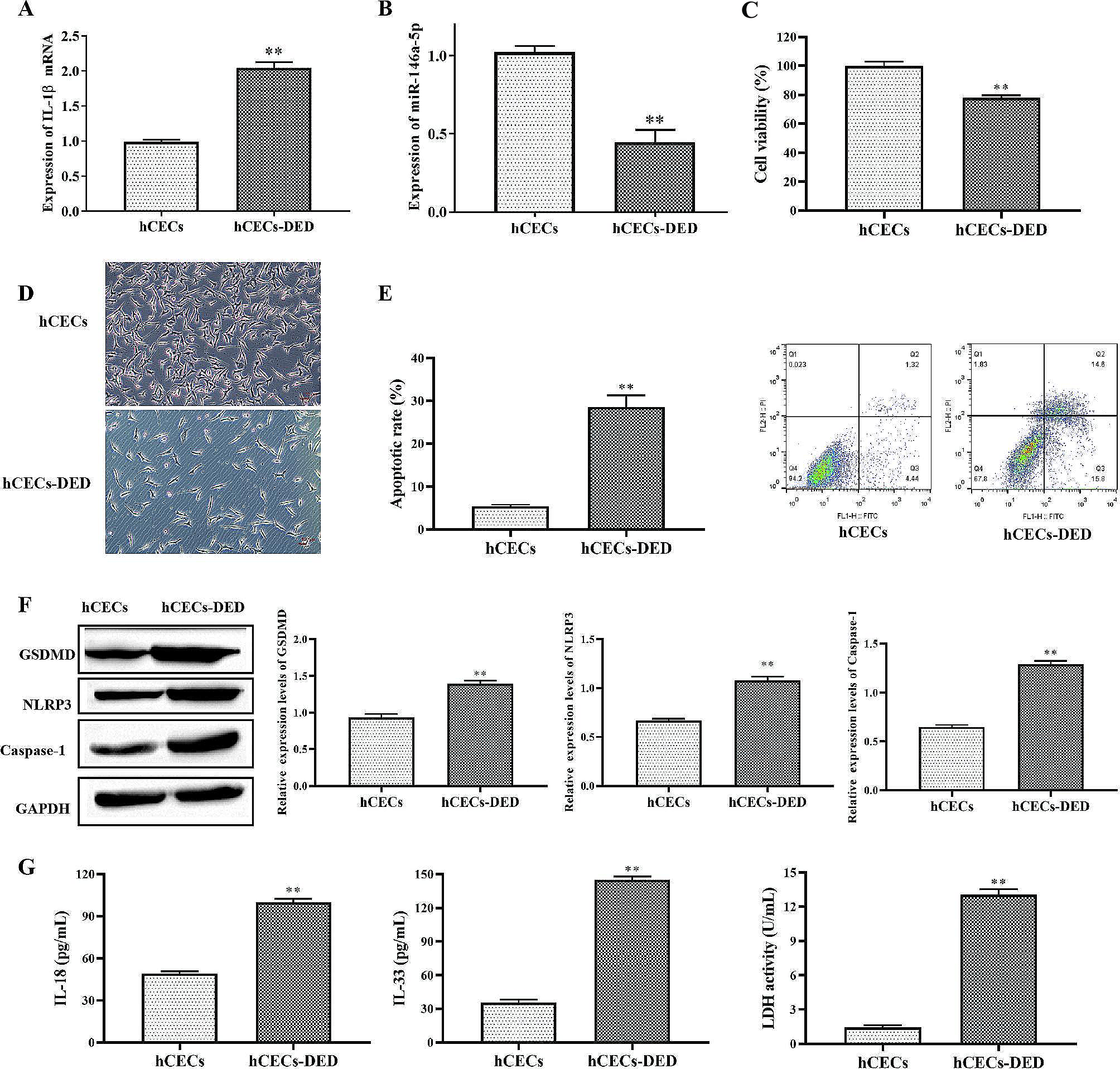 IL-1β induced down-regulation of miR-146a-5p promoted pyroptosis and apoptosis of corneal epithelial cell in dry eye disease through targeting STAT3