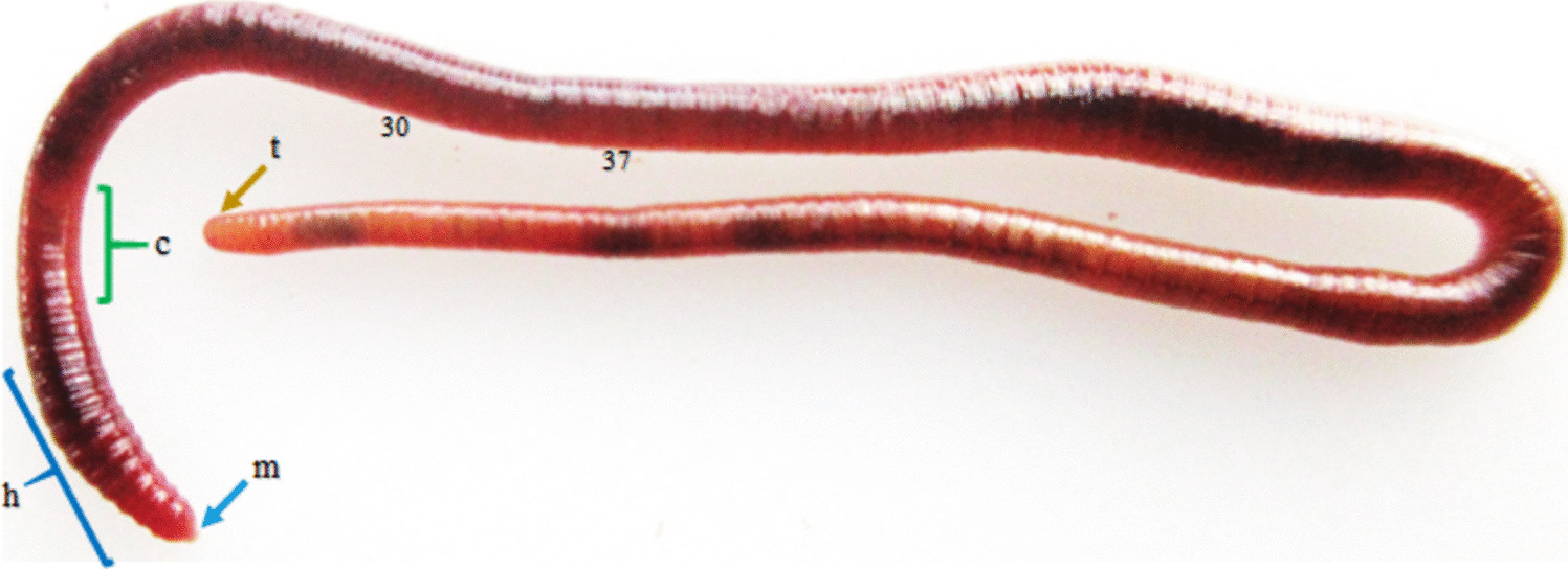 The molecular mechanisms underlying the regeneration process in the earthworm, Perionyx excavatus exhibit indications of apoptosis-induced compensatory proliferation (AICP)