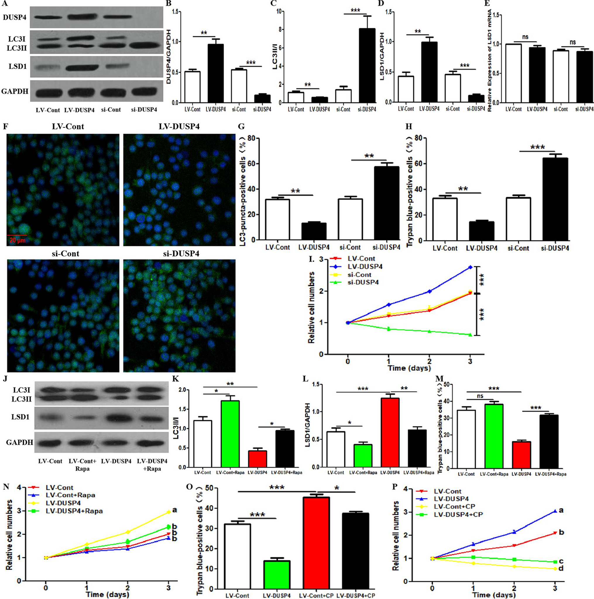 DUSP4 maintains the survival and LSD1 protein stability in esophageal squamous cell carcinoma cells by inhibiting JNK signaling-dependent autophagy