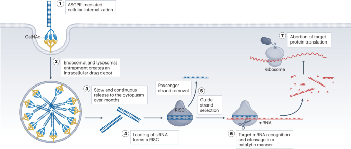 RNAi-based drug design: considerations and future directions