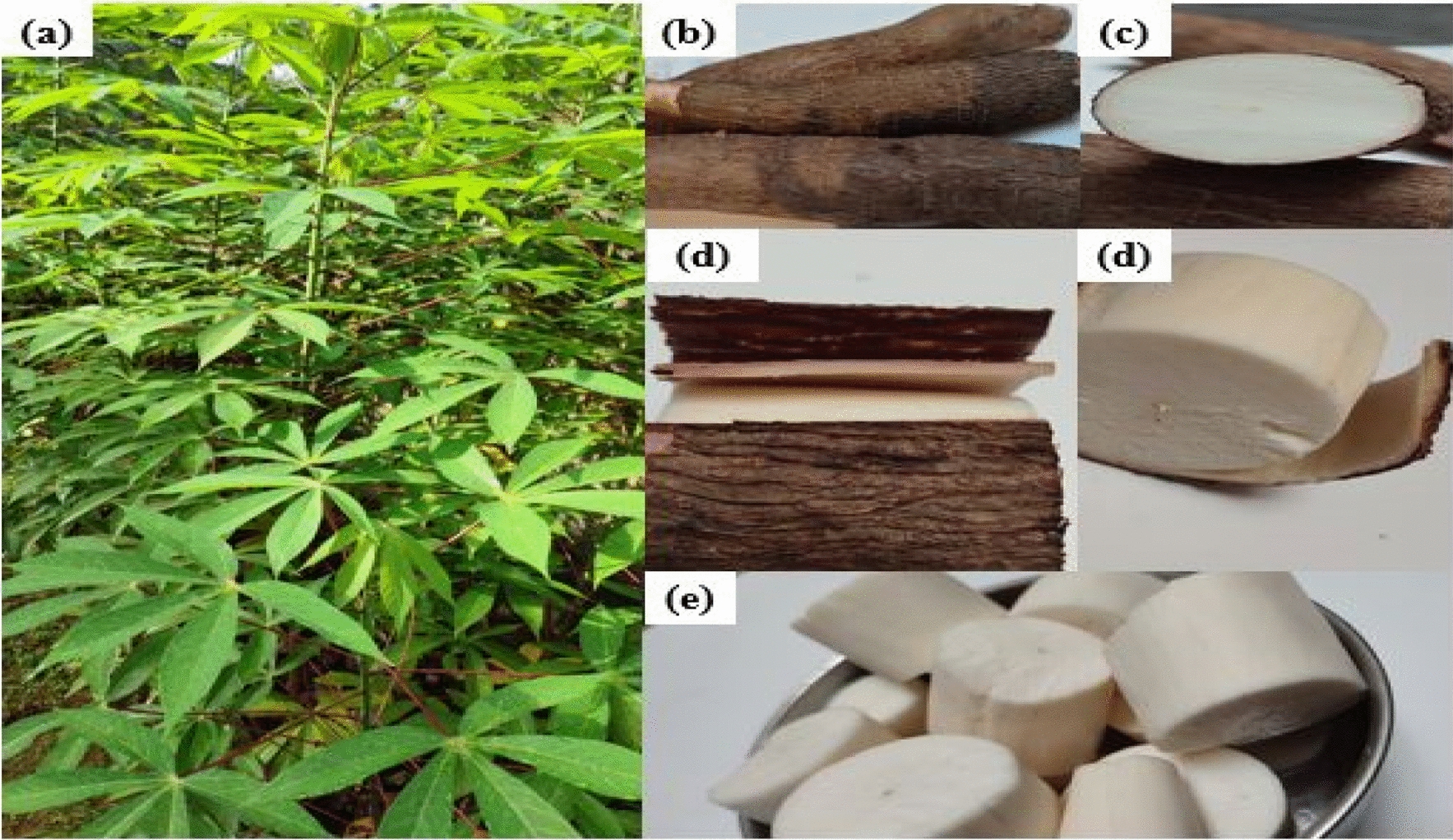 Cassava pomace-based biodegradable packaging materials: a review