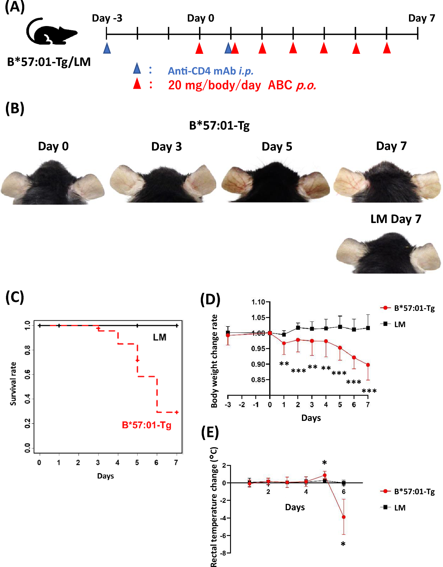 Pathological changes in various organs in HLA-B*57:01 transgenic mice with abacavir-induced skin eruption