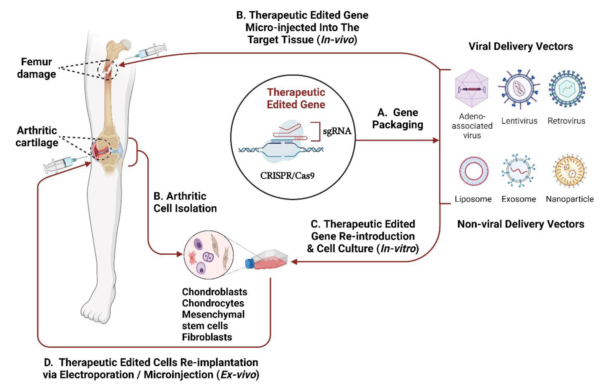 Correction to: Potential therapeutic strategies for osteoarthritis via CRISPR/Cas9 mediated gene editing