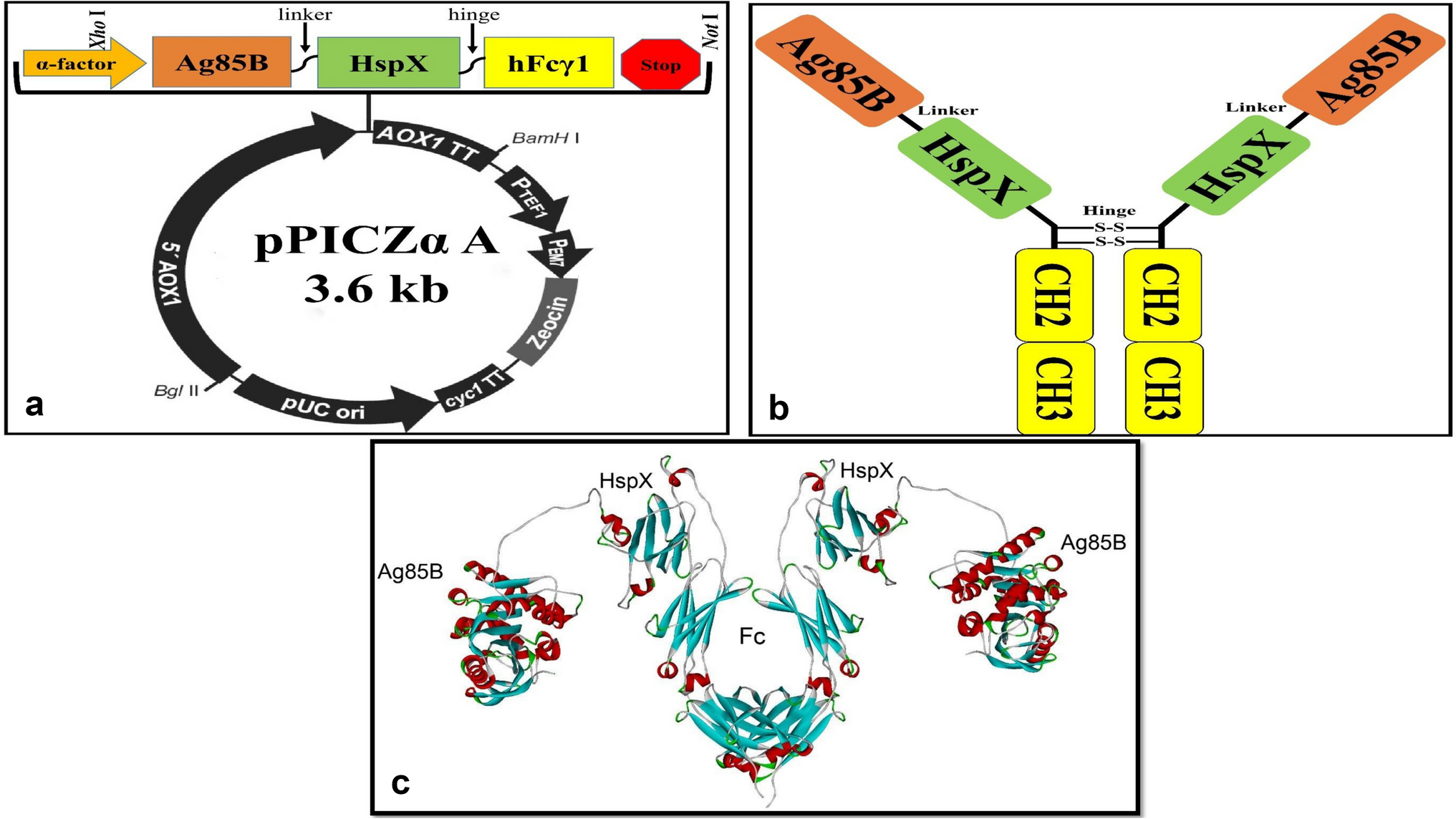 Production and Evaluation of Ag85B:HspX:hFcγ1 Immunogenicity as an Fc Fusion Recombinant Multi-Stage Vaccine Candidate Against Mycobacterium tuberculosis