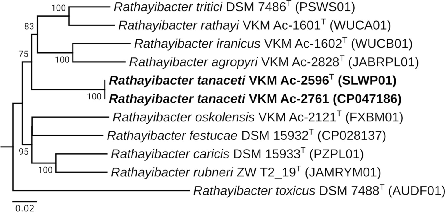 Rathayibacter tanaceti sp. nov., a Novel Actinobacterium from Tanacetum vulgare Infested by Foliar Nematode Aphelenchoides sp.