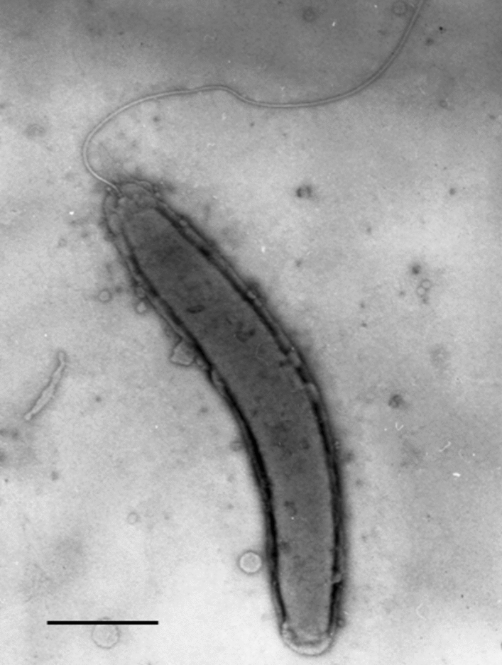 Pseudodesulfovibrio pelocollis sp. nov. a Sulfate-Reducing Bacterium Isolated from a Terrestrial Mud Volcano