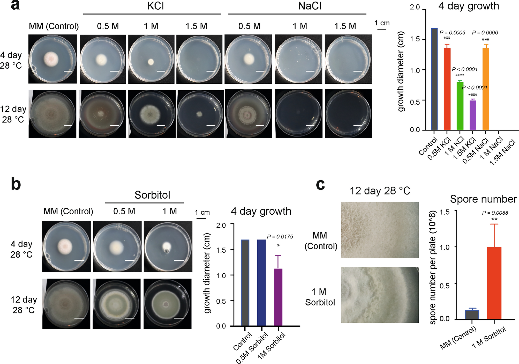 Morphology, Development, and Pigment Production of Talaromyces marneffei are Diversely Modulated Under Physiologically Relevant Growth Conditions