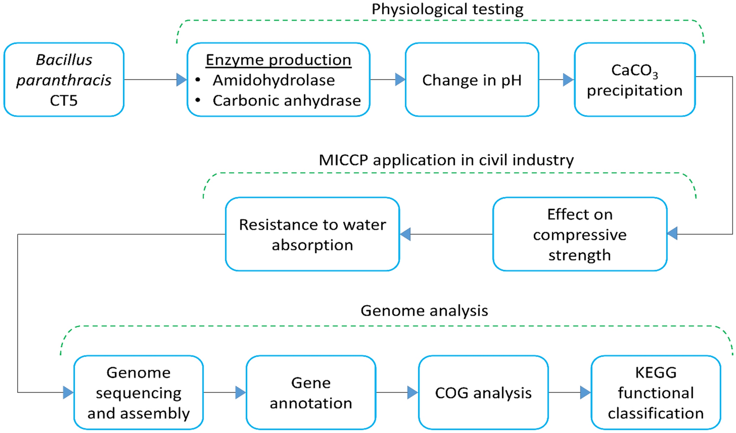 Genome Sequence Analysis of Calcifying Bacteria Bacillus paranthracis CT5 and Its Biomineralization Efficacy to Improve the Strength and Durability Properties of Civil Structures