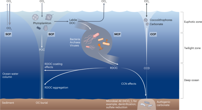 The microbial carbon pump and climate change