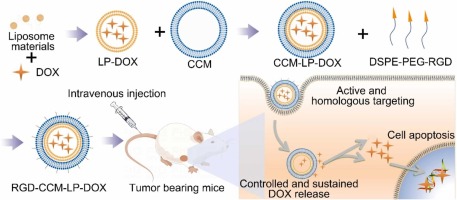 Dual targetable drug delivery system based on cell membrane camouflaged liposome for enhanced tumor targeting and improved anti-tumor efficiency