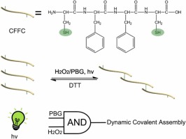 Light-triggered AND logic tetrapeptide dynamic covalent assembly