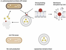 Toxin-triggered liposomes for the controlled release of antibiotics to treat infections associated with the gram-negative bacterium, Aggregatibacter actinomycetemcomitans