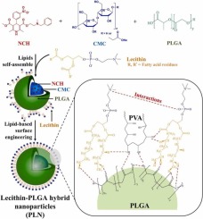 Lipid-Polymer Hybrid Nanoparticles Synthesized via Lipid-Based Surface Engineering for a robust drug delivery platform