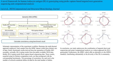 A novel framework for human leukocyte antigen (HLA) genotyping using probe capture-based targeted next-generation sequencing and computational analysis