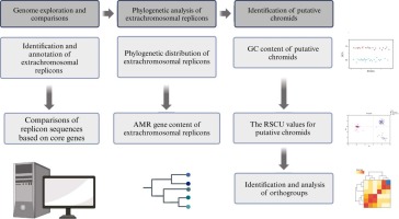 Characteristics and phylogenetic distribution of megaplasmids and prediction of a putative chromid in Pseudomonas aeruginosa
