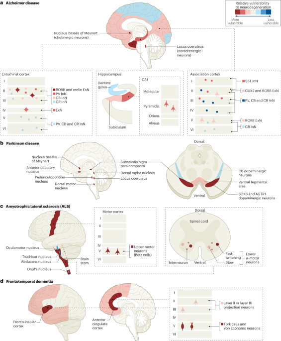 Molecular and cellular mechanisms of selective vulnerability in neurodegenerative diseases