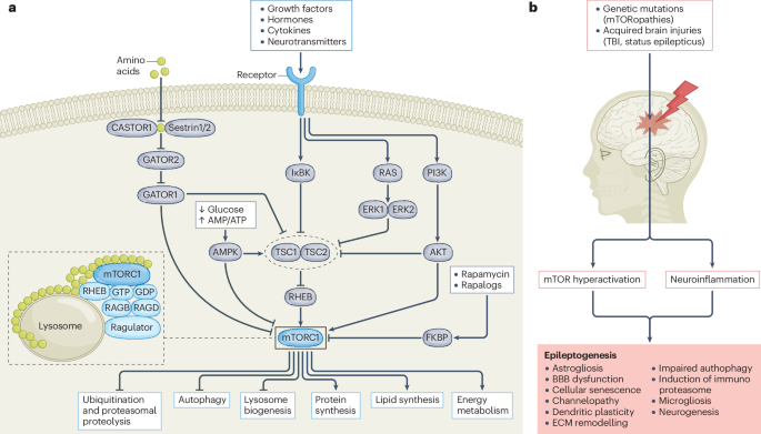 mTOR and neuroinflammation in epilepsy: implications for disease progression and treatment