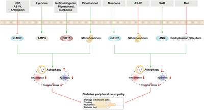 Targeting autophagy with natural products as a potential therapeutic approach for diabetic microangiopathy