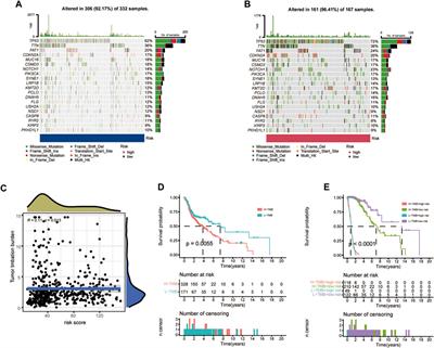 Machine learning-based identification of a consensus immune-derived gene signature to improve head and neck squamous cell carcinoma therapy and outcome