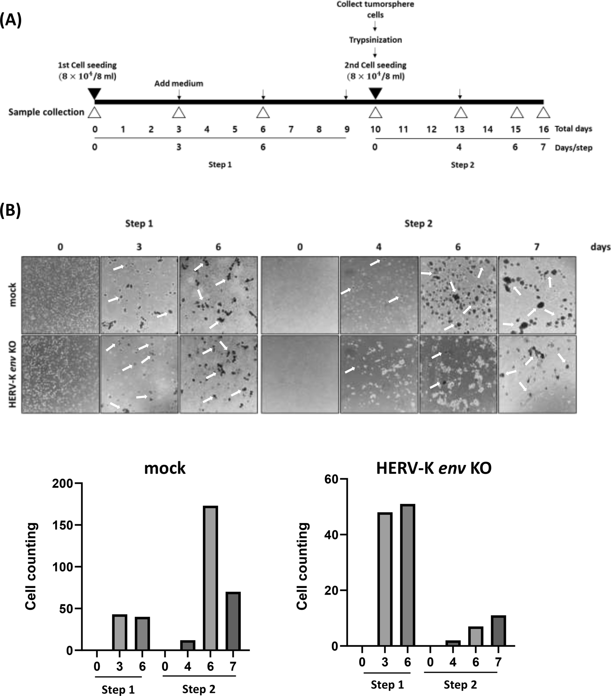 Correlation analysis of cancer stem cell marker CD133 and human endogenous retrovirus (HERV)-K env in SKOV3 ovarian cancer cells