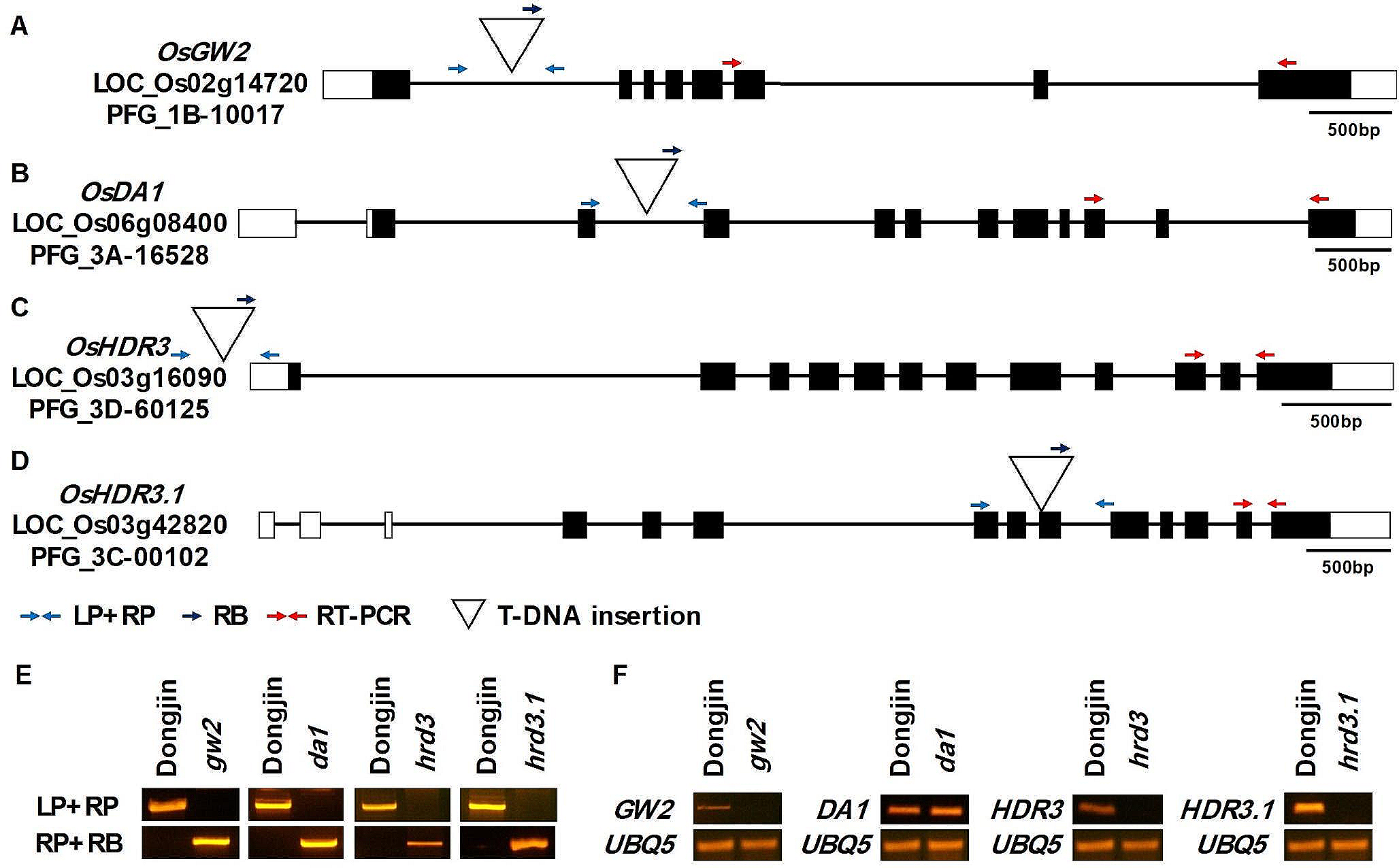 T-DNA insertion mutants of Arabidopsis DA1 orthologous genes displayed altered plant height and yield-related traits in rice (O. Sativa L.)