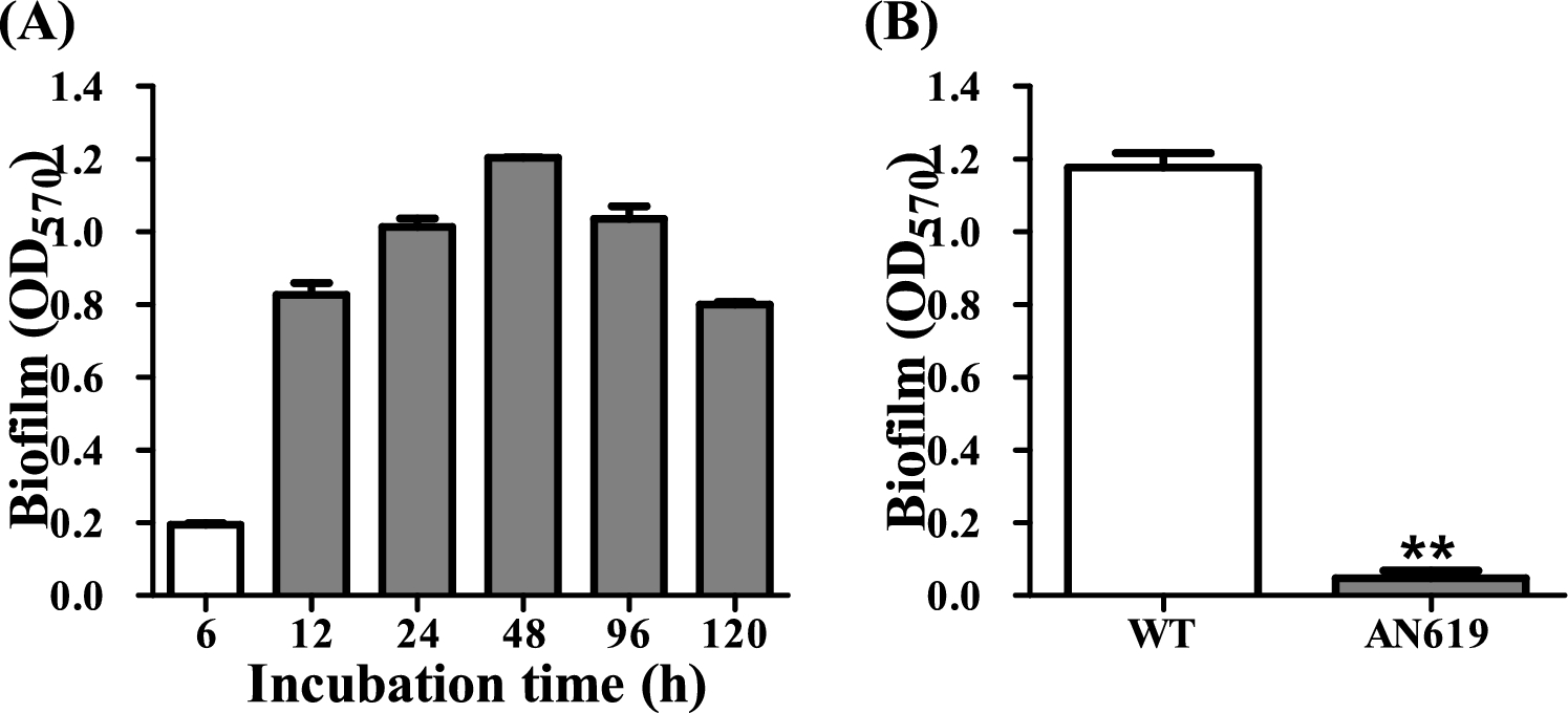 Identification and characterization of Acinetobacter nosocomialis BfmRS, two-component regulatory system, essential for biofilm development