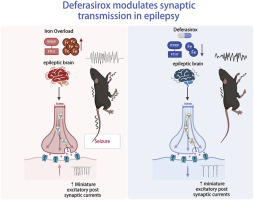 Deferasirox exerts anti-epileptic effects by improving brain iron homeostasis via regulation of ITPRIP