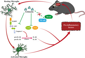 Echinatin protects from ischemic brain injury by attenuating NLRP3-related neuroinflammation