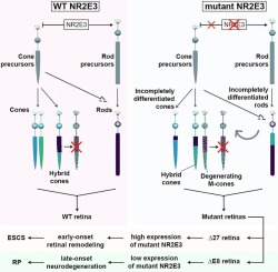 Specific photoreceptor cell fate pathways are differentially altered in NR2E3-associated diseases