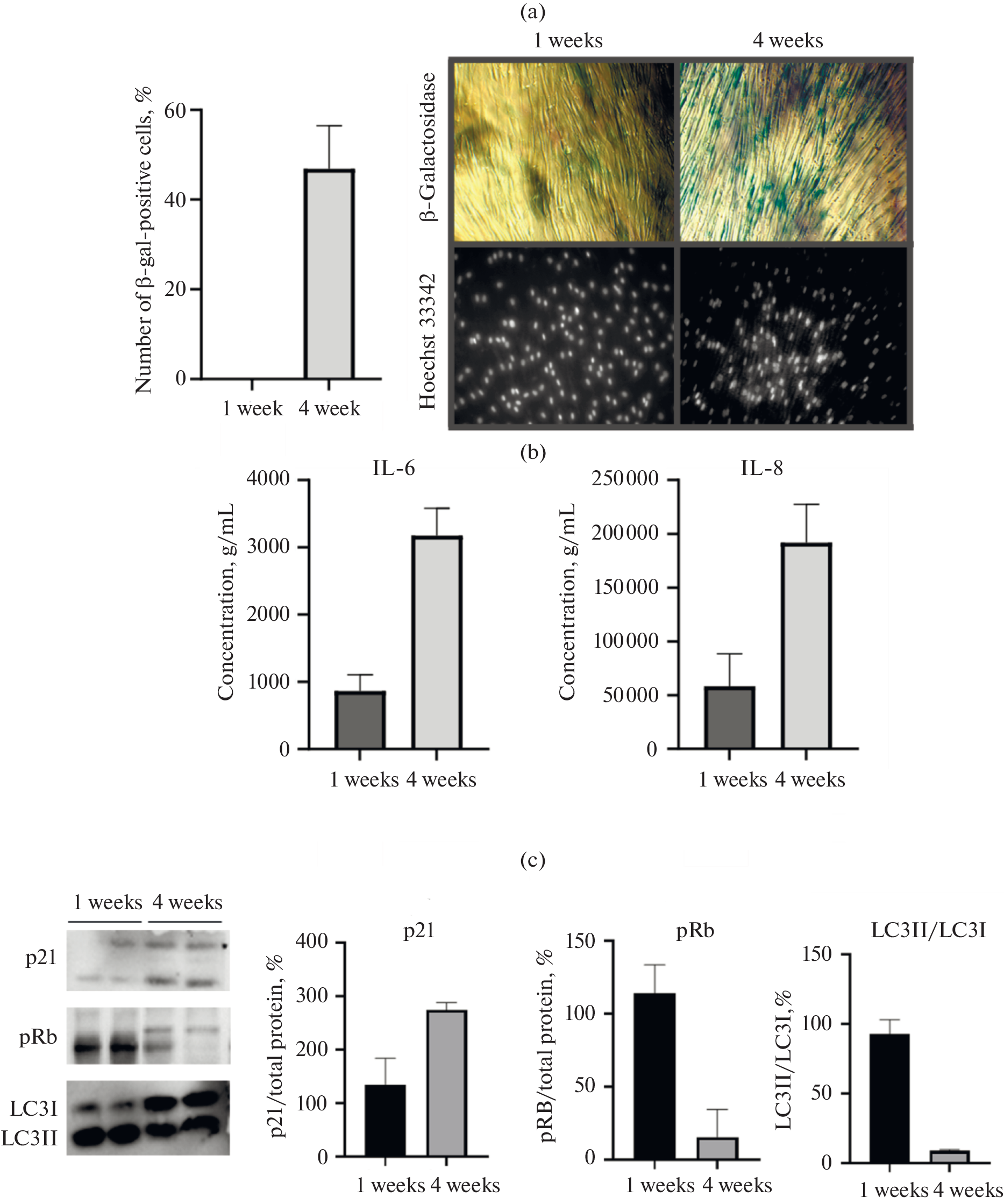 Geroprotective Effect of the Mitochondrial-Targeted Antioxidant SkQBerb in a Model of the Chronological Aging of MB135 Human Myoblasts