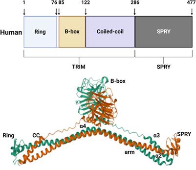 MG53/TRIM72: multi-organ repair protein and beyond