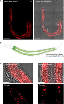The two C. elegans class VI myosins, SPE-15/HUM-3 and HUM-8, share similar motor properties, but have distinct developmental and tissue expression patterns