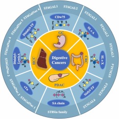 Sialylated glycoproteins and sialyltransferases in digestive cancers: Mechanisms, diagnostic biomarkers, and therapeutic targets