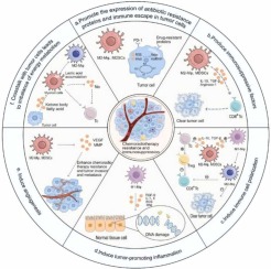 Potential Therapeutic Targets in Myeloid Cell Therapy for Overcoming Chemoresistance and Immune Suppression in Gastrointestinal Tumors