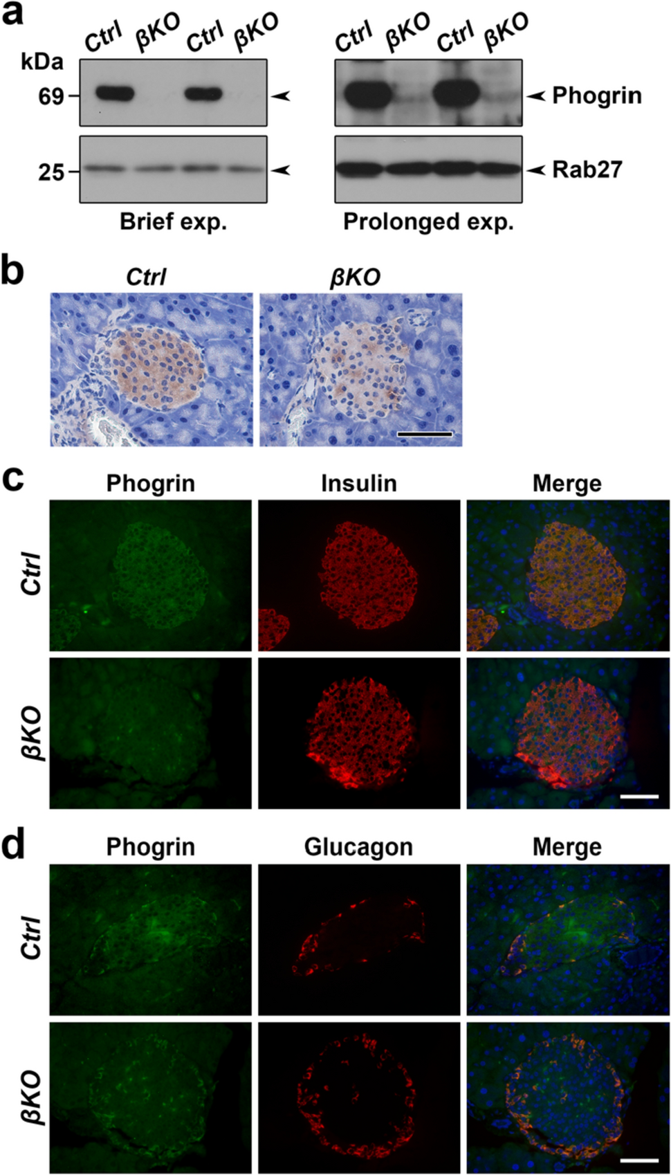 Insulin granule morphology and crinosome formation in mice lacking the pancreatic β cell-specific phogrin (PTPRN2) gene