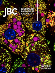 Mitotic spindle positioning protein (MISP) preferentially binds to aged F-actin