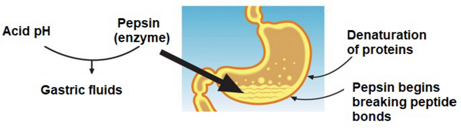 Therapeutic Peptides and Proteins: Stabilization Challenges and Biomedical Applications by Means of Nanodelivery Systems