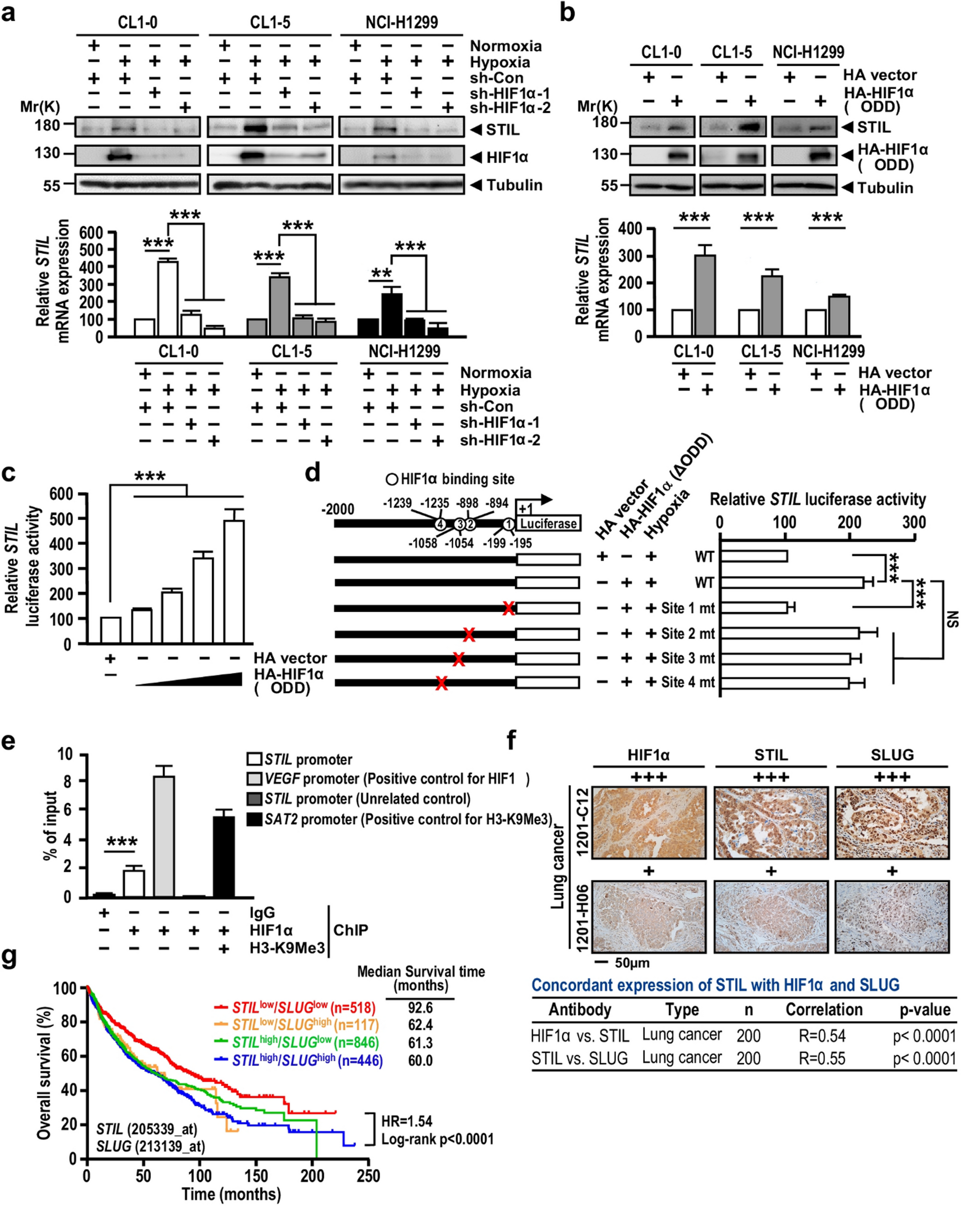 Correction: A novel HIF1α-STIL-FOXM1 axis regulates tumor metastasis