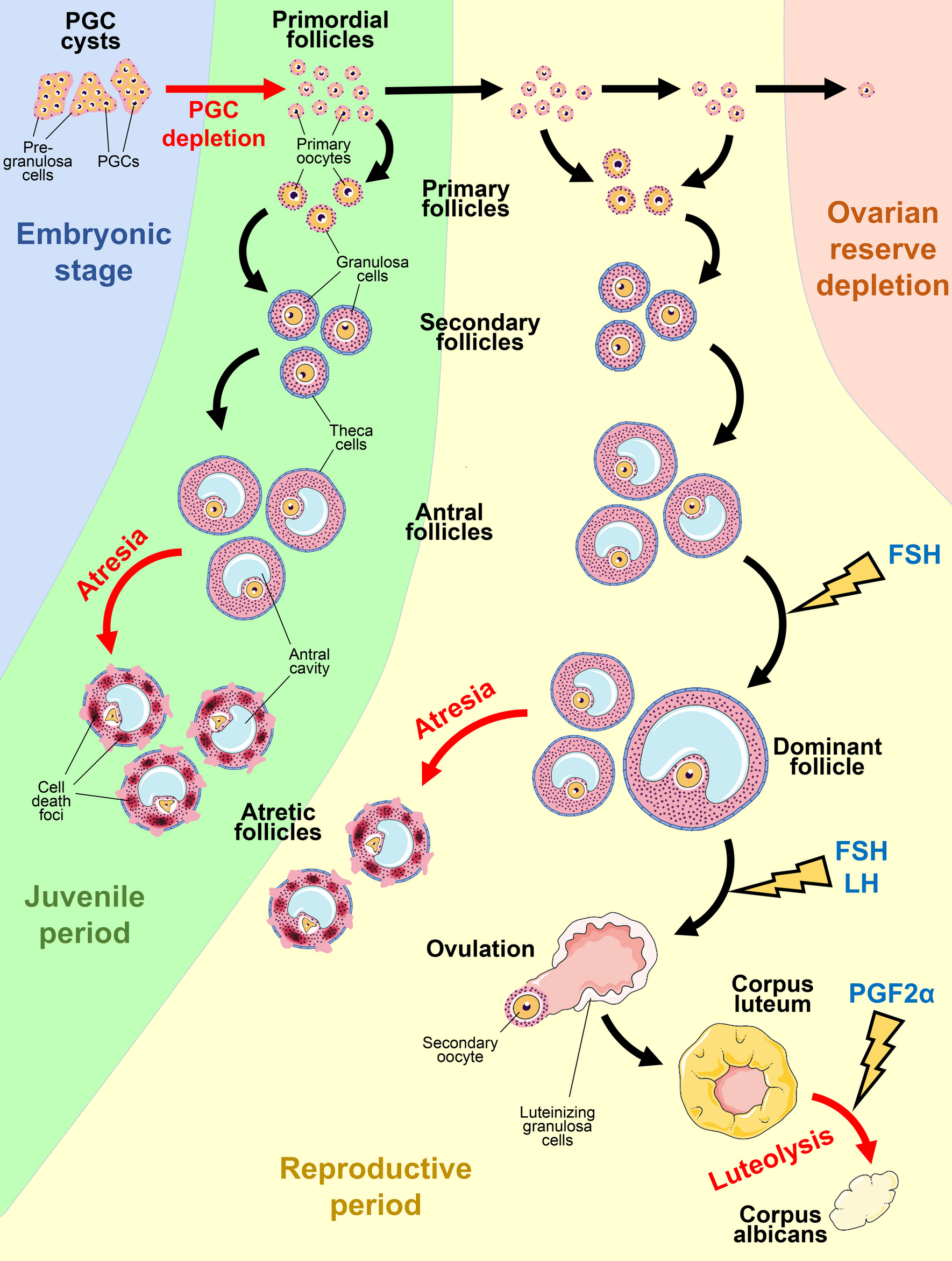 A matter of new life and cell death: programmed cell death in the mammalian ovary