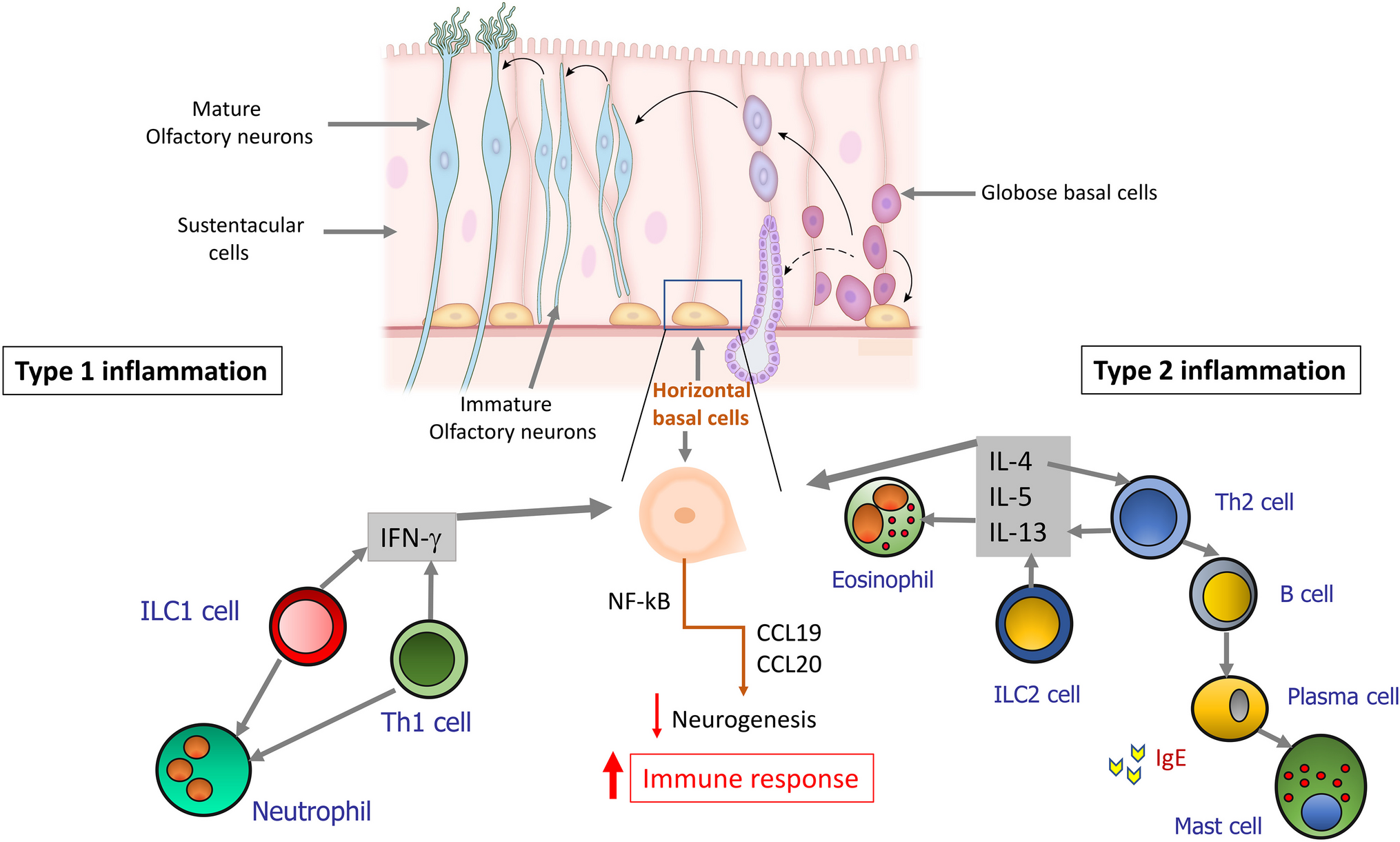 Type 2 and Non-type 2 Inflammation in the Upper Airways: Cellular and Molecular Alterations in Olfactory Neuroepithelium Cell Populations