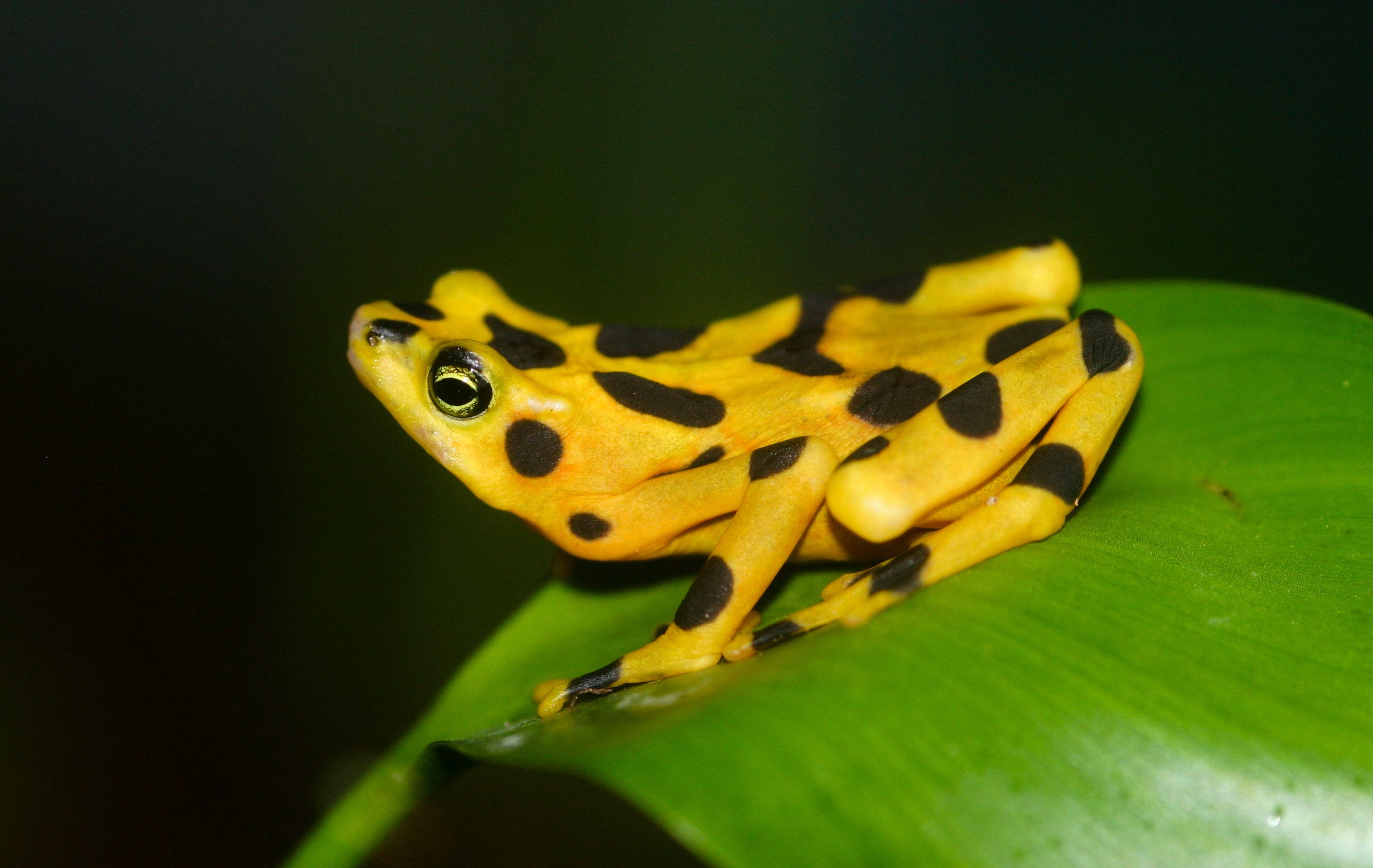 Discovery could end global amphibian pandemic