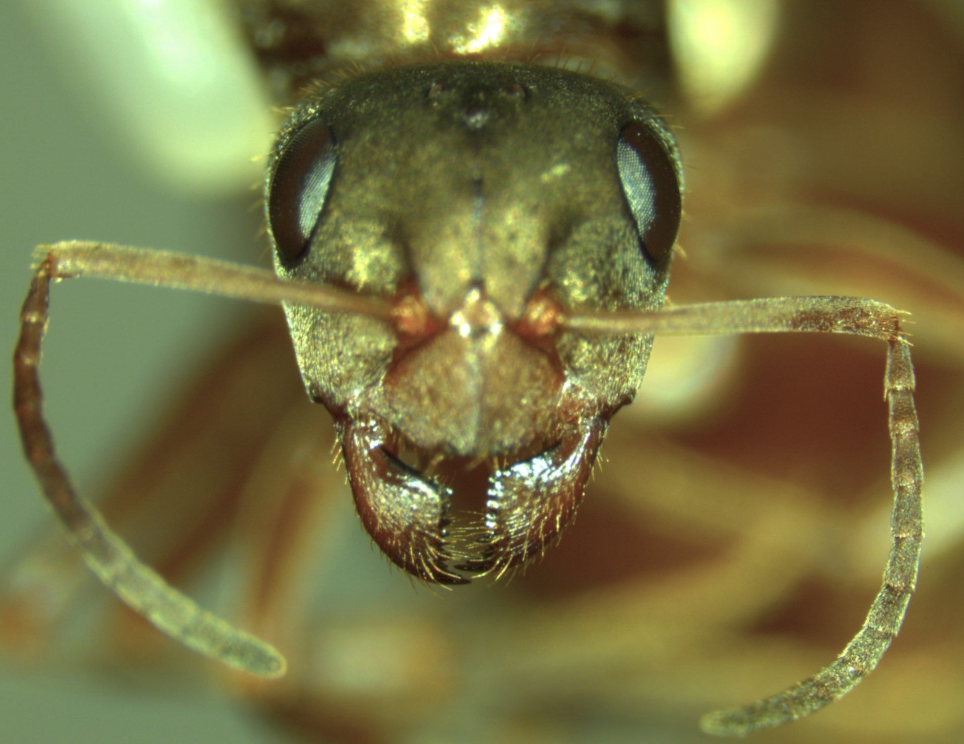 Researchers Solve the Mystery of Tiny Ant Queens