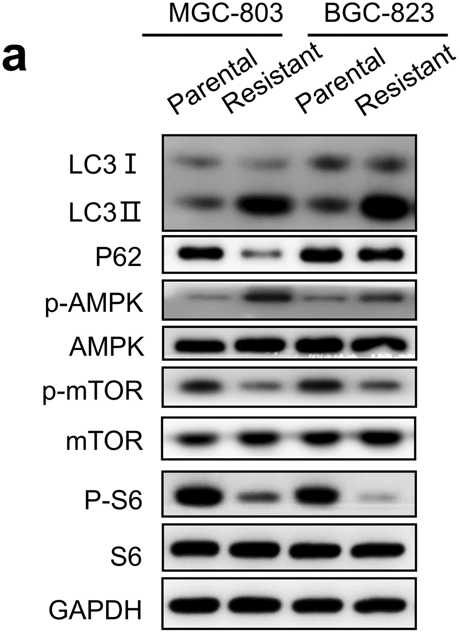 Correction: Resistance to FGFR1-targeted therapy leads to autophagy via TAK1/AMPK activation in gastric cancer